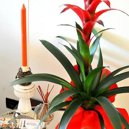 Ipazia House Appartement *